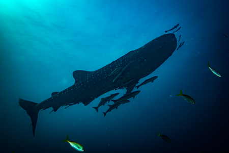 Whale shark near Koh Tao islandの写真素材