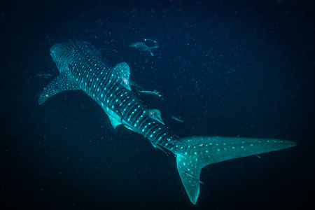 Whale shark near Koh Tao islandの写真素材