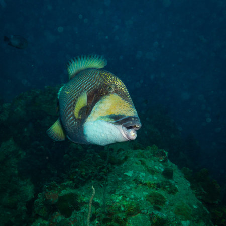 A big Triggerfish near island Koh Tao