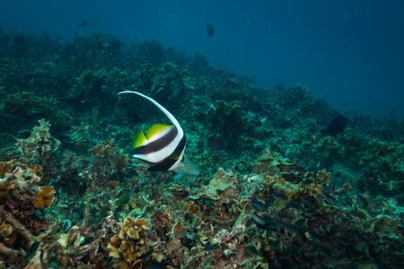 Butterflyfish on a reef near Kot Tao islandの写真素材