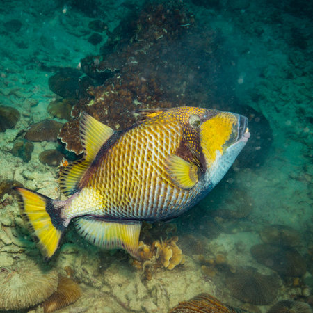 A big Triggerfish near island Koh Tao