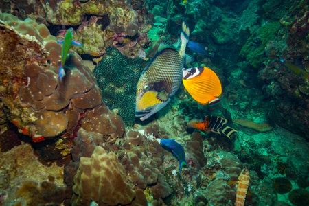 A big Triggerfish near island Koh Tao
