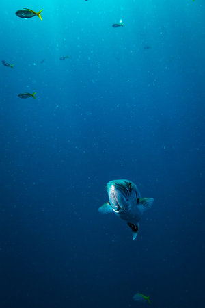 Barracuda on the Koh Tao island