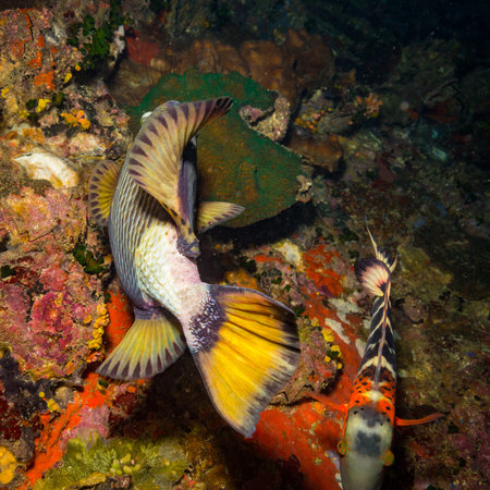 A big Triggerfish near island Koh Tao