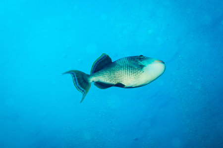 A big Triggerfish near island Koh Tao