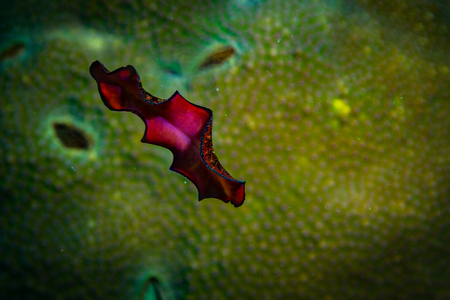 Nudibranch in a coral reef near Koh Tao Islandの写真素材