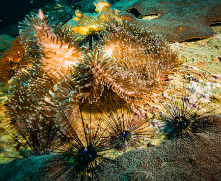 A big anemone carpet on Koh Taoの写真素材