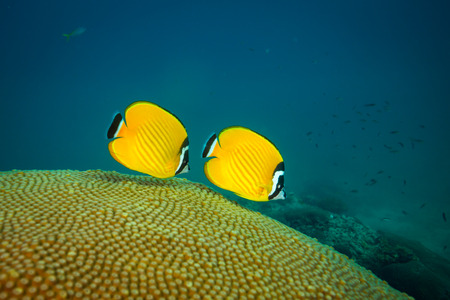 Butterflyfish on a reef near Kot Tao islandの写真素材