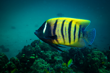 Butterflyfish on a reef near Kot Tao islandの写真素材