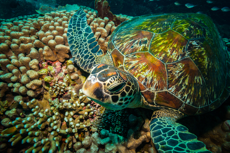 Colorful Sea Turtle Mural | Murals Your Way