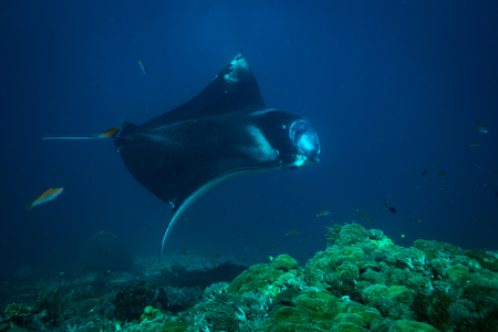 Manta ray on cleaning station in Komodo national parkの写真素材