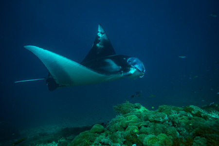 Manta ray on cleaning station in Komodo national parkの写真素材