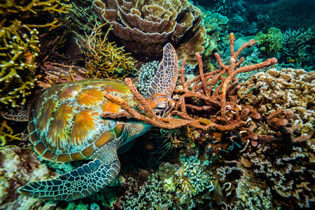Turtle in Komodo national parkの写真素材