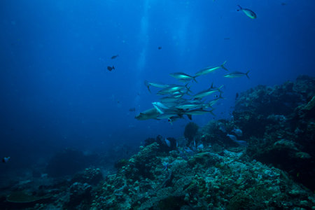 White tip shark in Komodo national park
