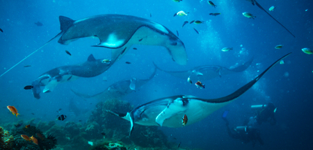 Manta ray on cleaning station in Komodo national parkの写真素材