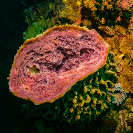 Sponge on the coral reef near the island of Taoの写真素材