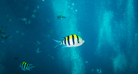 on coral reef of Koh Taoの写真素材