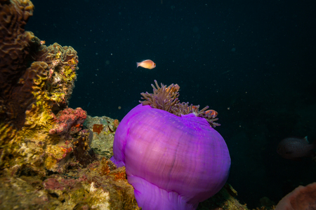 Anemone on coral reef of Koh Taoの写真素材