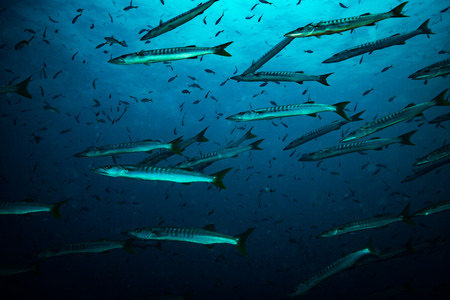 Barracudas on coral reef of Koh Taoの写真素材