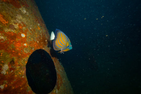 Butterflyfish on a reef near Kot Tao island