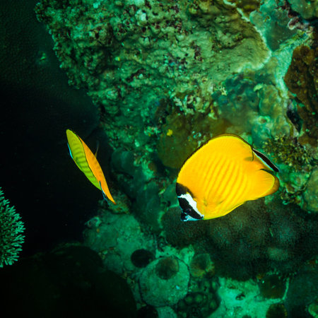 Butterflyfish on a reef near Kot Tao island