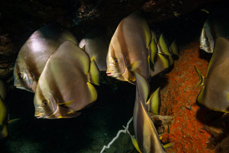 Batfish on coral reef of Koh Taoの写真素材