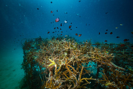 Coral reer near Koh Tao island