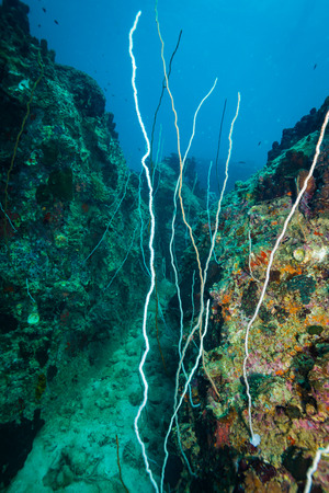 Coral reer near Koh Tao islandの写真素材