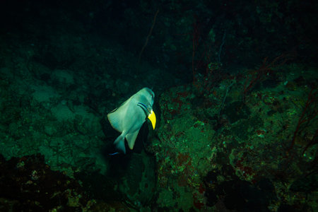 Batfish on coral reef of Koh Tao