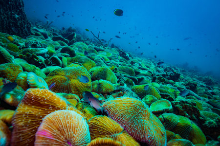 Coral reer near Koh Tao island