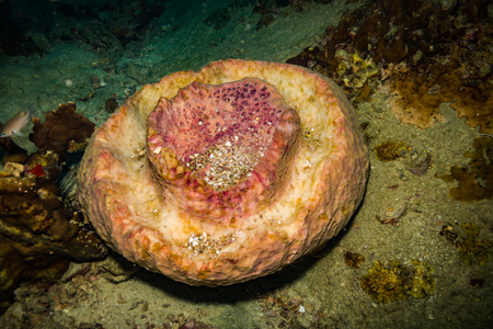 Coral reer near Koh Tao islandの写真素材