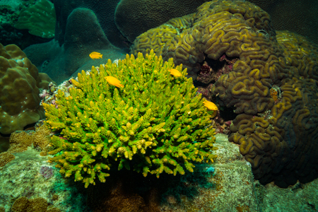 Coral reer near Koh Tao islandの写真素材