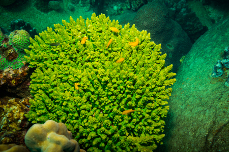 Coral reer near Koh Tao islandの写真素材