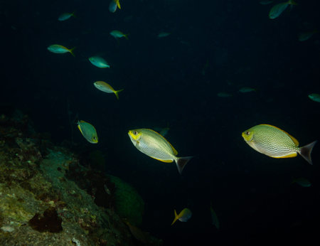 A fish on a reef near Kot Tao island