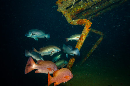 A fish on a reef near Kot Tao island