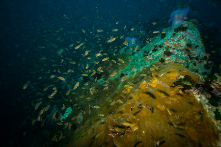 A fish on a reef near Kot Tao islandの写真素材