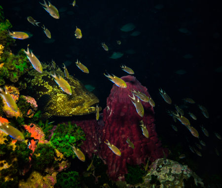 Malabar grouper near Koh Tao island