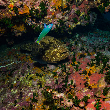 Malabar grouper near Koh Tao island