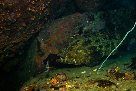 Malabar grouper near Koh Tao island