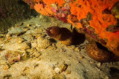 Moray on a coral reef near Koh Tao island