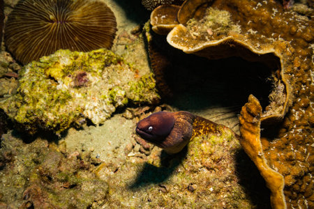 Moray on a coral reef near Koh Tao island