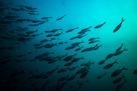 A school of milkfishes on Koh Tao