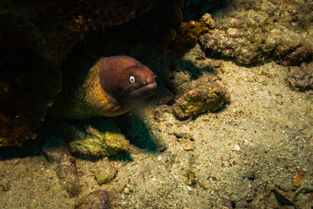 Moray on a coral reef near Koh Tao islandの写真素材