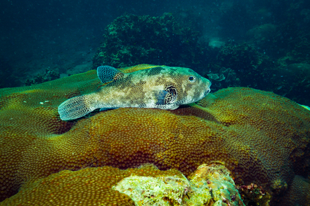 Puffer on the reaf of Koh Taoの写真素材