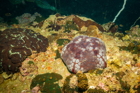 Starfish on a reef near Kot Tao island