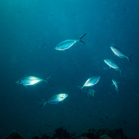 Tuna near Koh Tao island