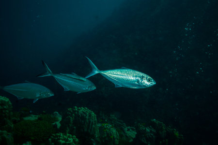 Tuna near Koh Tao island