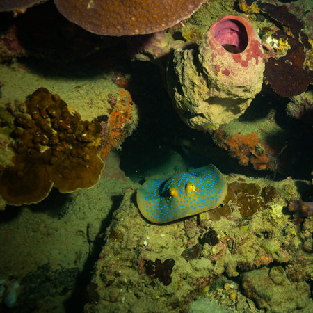 Blue spotted stingray near Koh Tao island