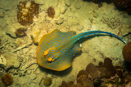 Blue spotted stingray near Koh Tao island