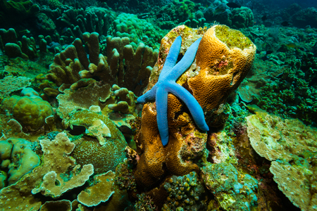 Seastar on Bali coral garden. Indonesiaの写真素材